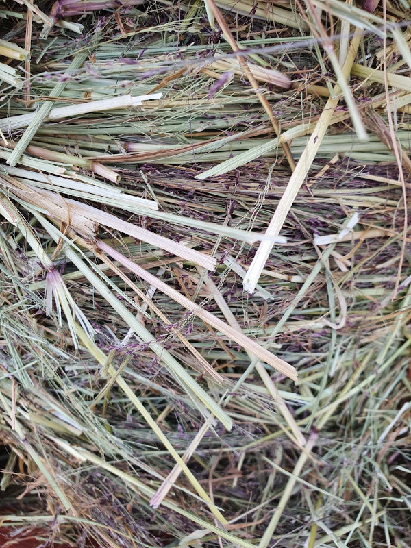 Teff Bales
