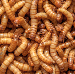 DRIED MEALWORMS 200G