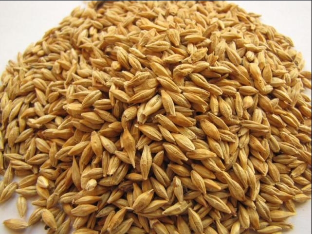 Barley 5kg