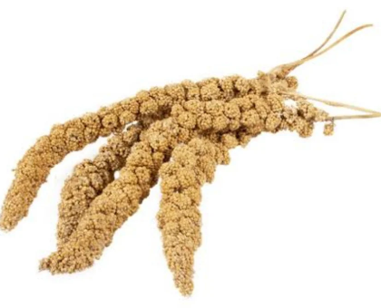 Millet Spray 200g