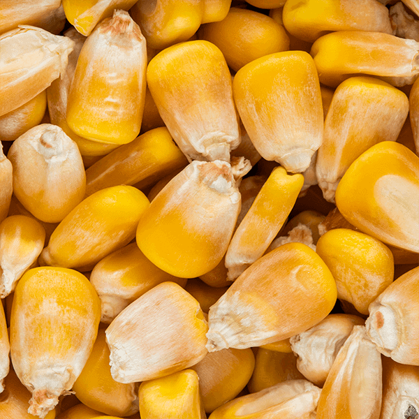 Whole Maize 5kg