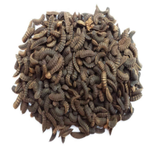 BSF Larvae 500g
