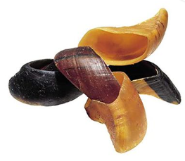 Hoof