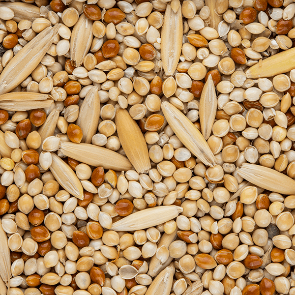Budgie Seed 2kg