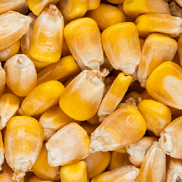 Maize Yellow Whole 5Kg