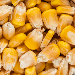 Maize Yellow Whole 5kg