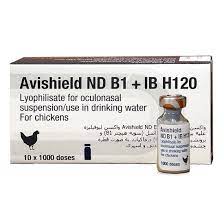INFECTIOUS BRONCHITIS (IB) POULTRY VACCINE  1000ds