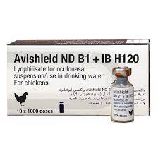 INFECTIOUS BRONCHITIS (IB) POULTRY VACCINE