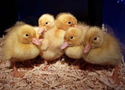 Day old Peckin Duckling 80/box